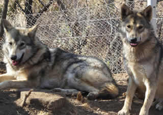 Wildlife centre at Thandabantu Lodge, Mpumalanga